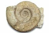 Jurassic Ammonite (Stephanoceras) Fossil - England #279166-1